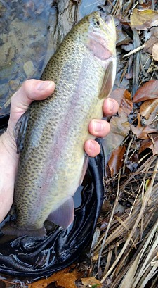 Angler holding nice rainbow trout