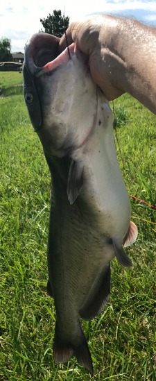 Angler holding channel catfish