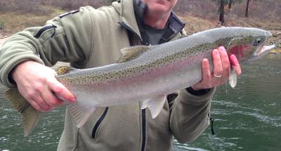 Salmon River Steelhead