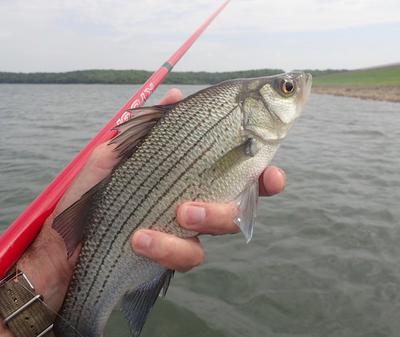 White Bass