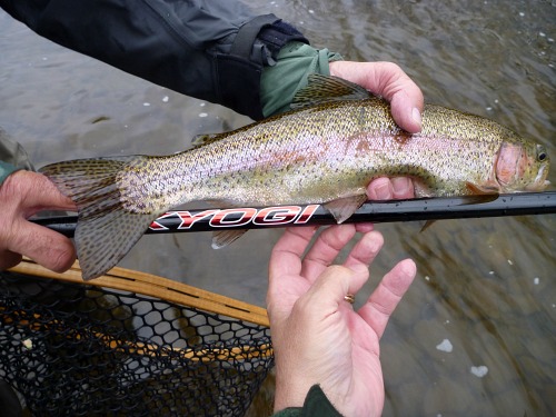 Angler holding trout alongside Kyogi