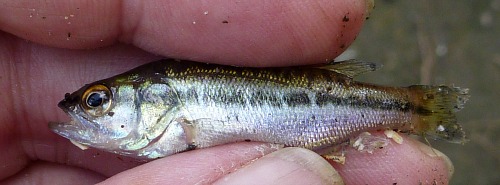 Angler holding very small Largemouth Bass