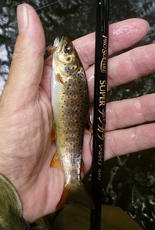Angler holding small brown trout and Nissin Pro Square Level Line 320