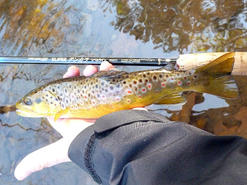 Angler holding brown trout alongside Nissin Pro Square Level Line rod