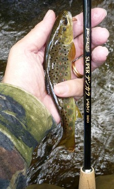 Angler holding a small brown trout and a Nissin Pro Square Level Line 320