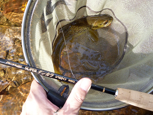 Brown trout in net. ProSquare Level Line rod resting on net hoop.
