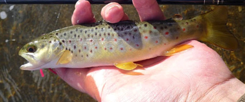 Angler holding small brown trout