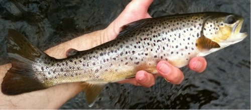 Angler holding brown trout