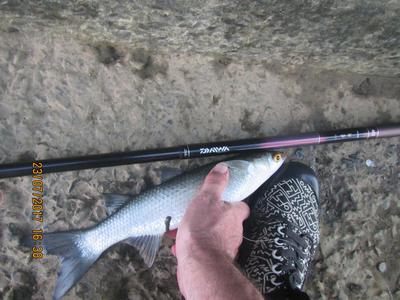 Bully mullet, my 2nd ever!