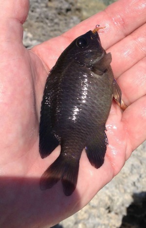 Angler holding an unidentified fish