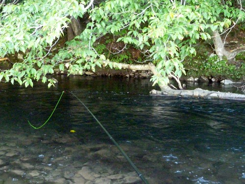 Fishing with low rod tip (under low tree branches) and hi-vis line