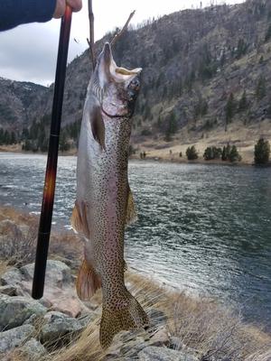 Save a cutthroat, eat a cutbow.