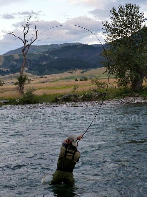 Tenkara angler in Gallatin River (MT) with tenkara rod bent in a 'C' from large fish.