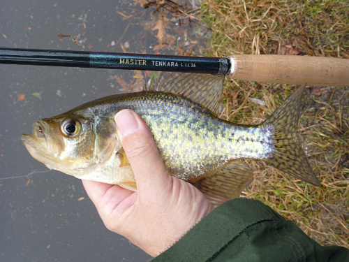 Angler holding crappie and Daiwa Master Tenkara rod