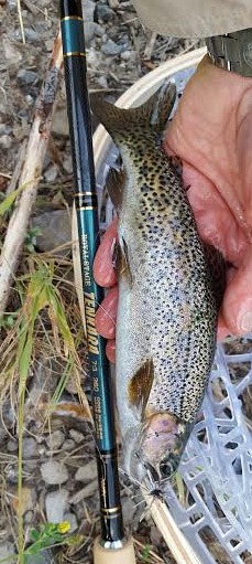 Angler holding rainbow trout and Royal Stage