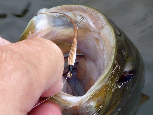 Largemouth bass with Maximal Dace hooked in its mouth