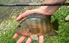 Angler holding Mayan Cichlid and TenkaraBum 36