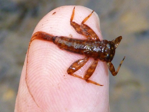 Mayfly nymph on fingertip