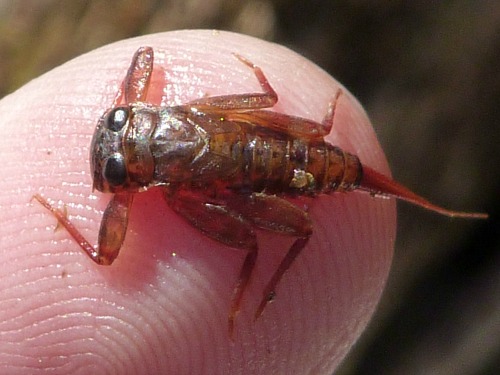 Mayfly nymph on angler's finger.