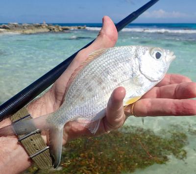 Yellowfin Mojara