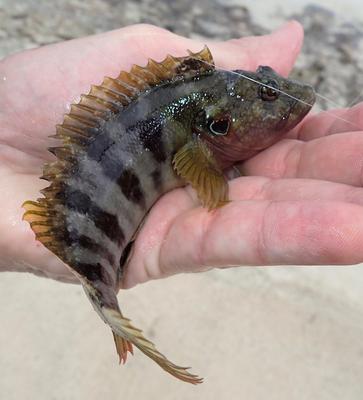 Banded Jawfish