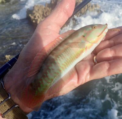 Slippery Dick