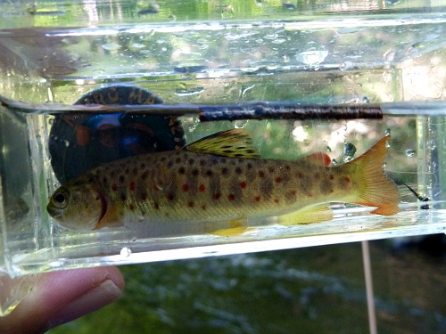 Small brown trout in Micro Photo Tank