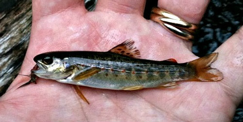 Smallest bluegill I've ever caught. Owner New Half Moon hook & tanago rig  on my Nissin Air Stage 240. : r/Tenkara