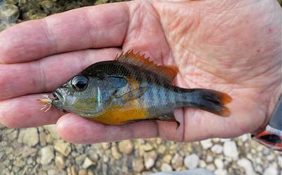 Small sunfish on man's palm