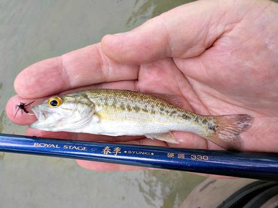 Small bass with seiryu rod