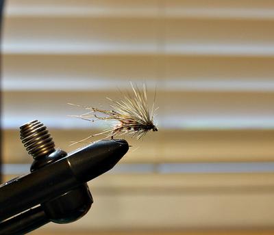 Scruffy fly in vise