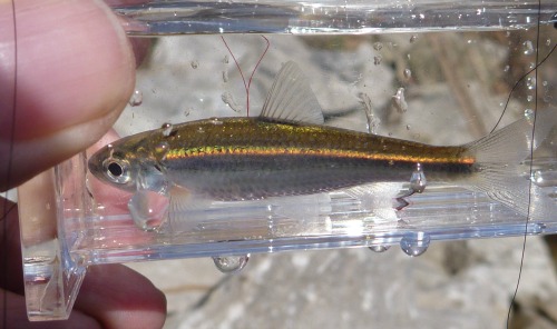 Micro Fishing Photo Tank with Duskystripe Shiner inside