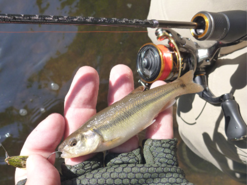 Creek chub caught with a micro spoon.