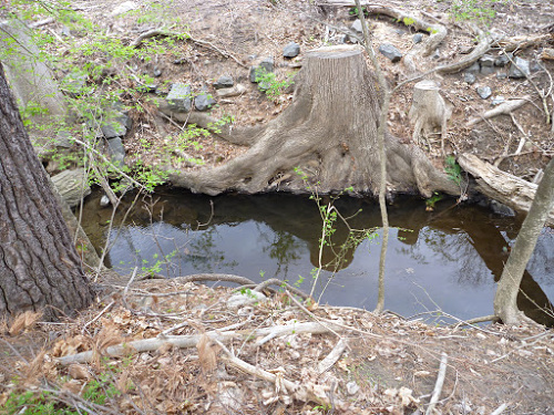 Tree stump next to very small stream