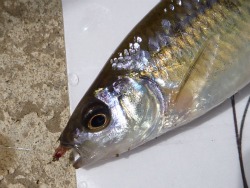 Common shiner caught with size 26 Killer Bug