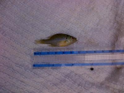 Micro Bluegill Wednesday