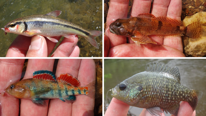Micros caught by Ben Cantrell, as shown on NPR Micro Fishing article.