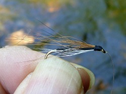 Angler holding Minimal Dace fly