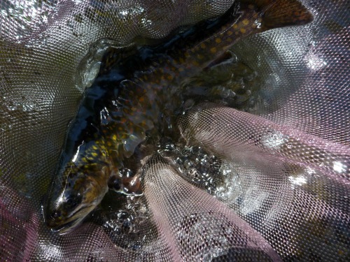 Brook trout in net