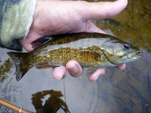 Angler holding small smallmouth bass