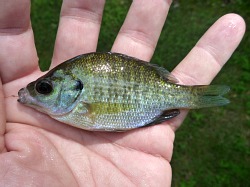 Angler holding very small bluegill