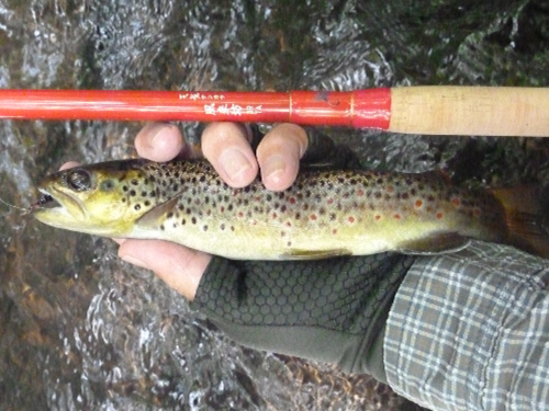 Angler holding Tenryu Furaibo rod and brown trout with mix of black and red spots