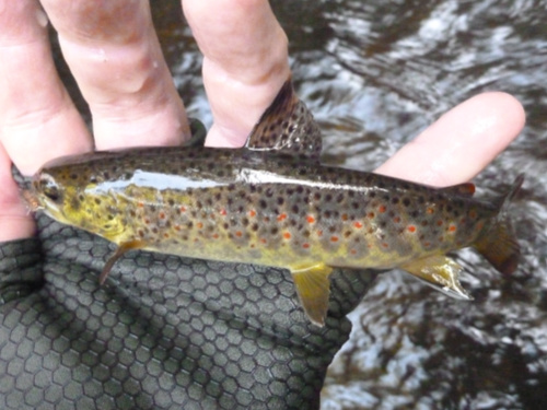 Angler holding small brown trout with both black and red spots