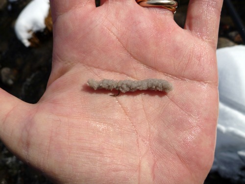 Angler holding mop fly that looks like crane fly larva