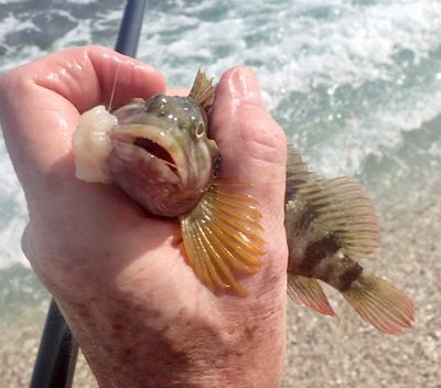 Hairy Blenny with chicken