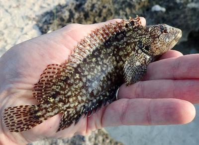 Mottled Jawfish