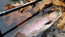 Rainbow trout in shallow water, with TenkaraBum 36 alongside