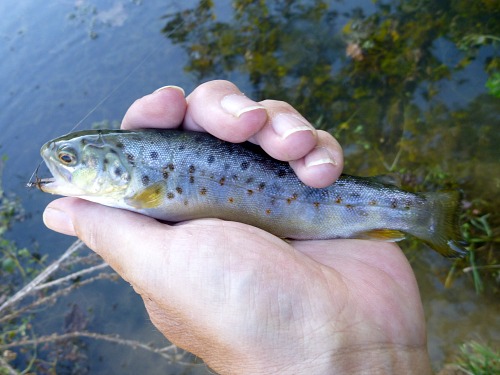 Angler holding small trout