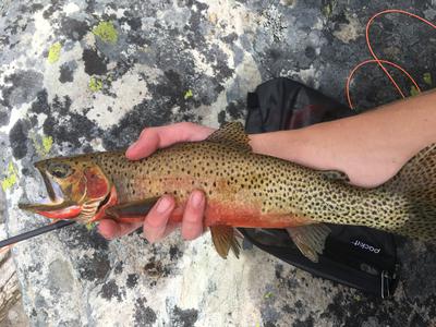 One of Will's Cutts. An average fish for the lake, and an absolute blast on a tenkara rod!