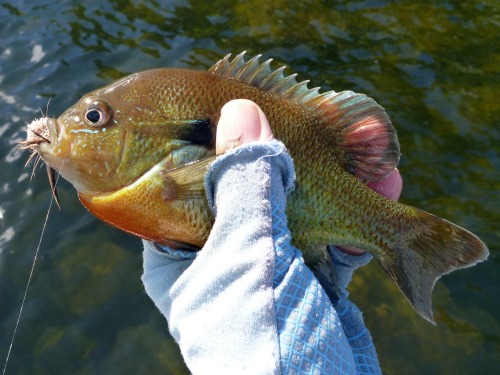 Angler holding redbreast sunfish.